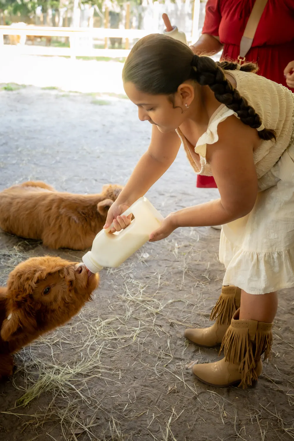 VIP Baby Calf Bottle Feeding at Mini Moo Land, photo 2