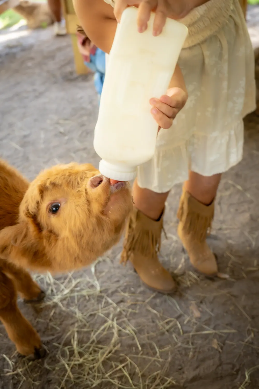 VIP Baby Calf Bottle Feeding at Mini Moo Land, photo 3
