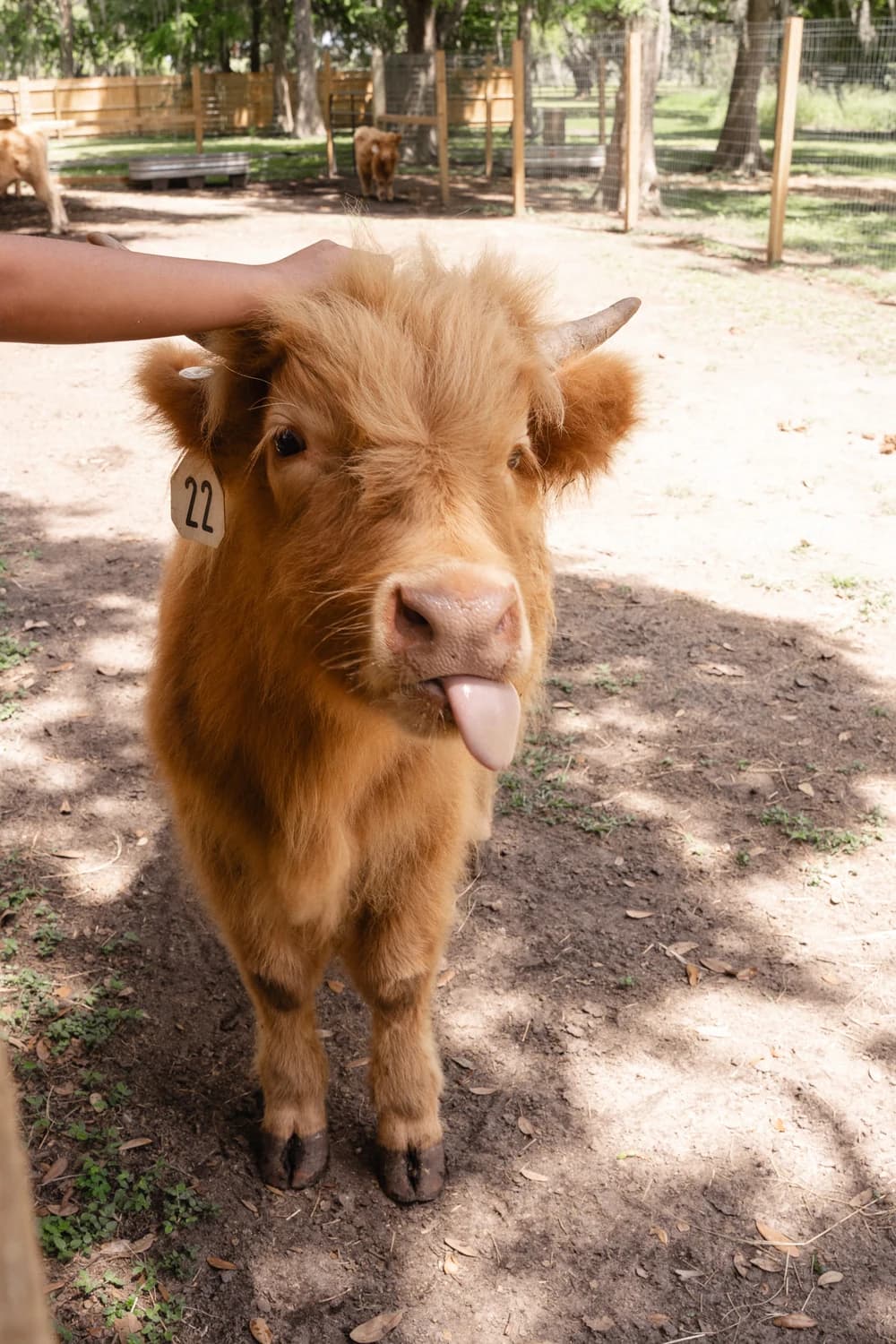 Mini Moo Land Admission at Mini Moo Land, photo 5