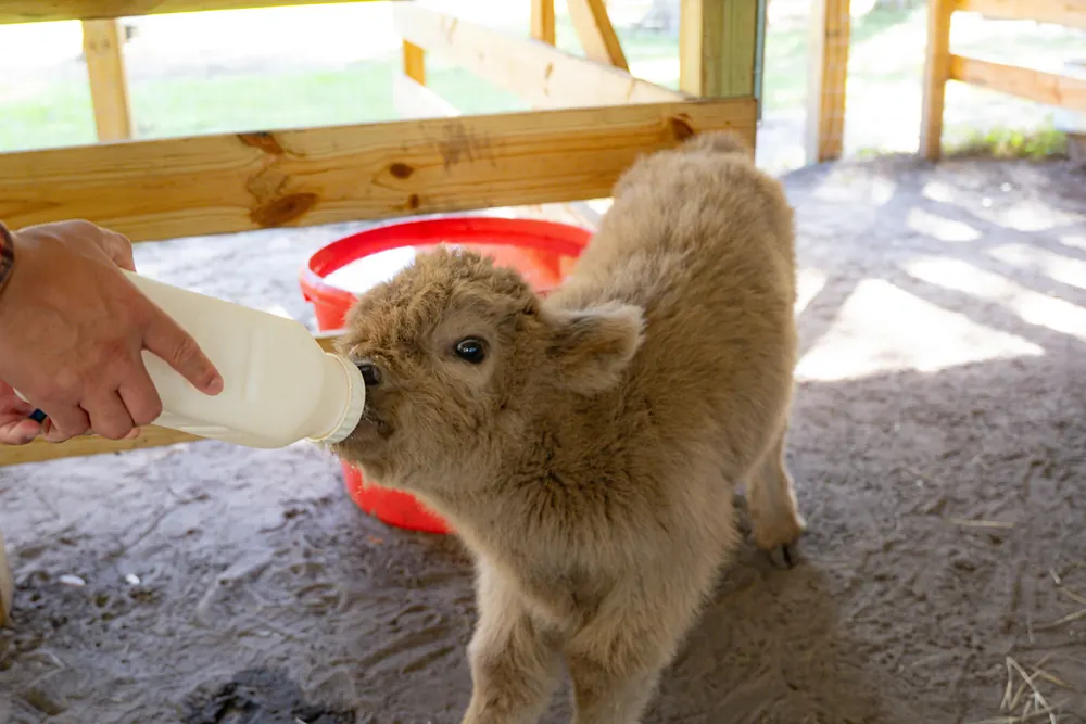 VIP Baby Calf Bottle Feeding at Mini Moo Land, photo 5