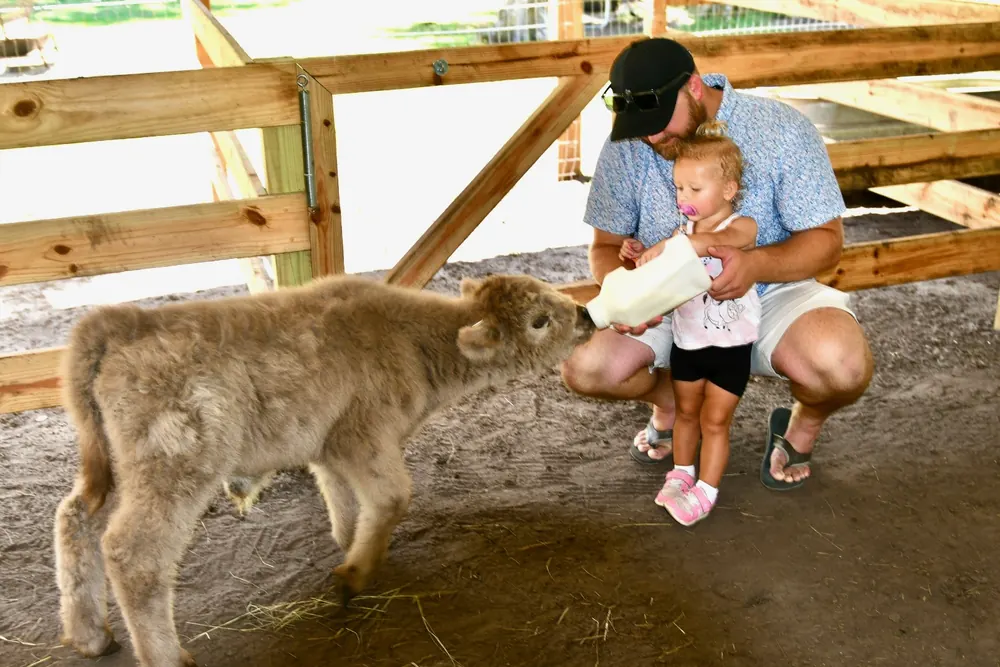 VIP Baby Calf Bottle Feeding at Mini Moo Land, photo 4