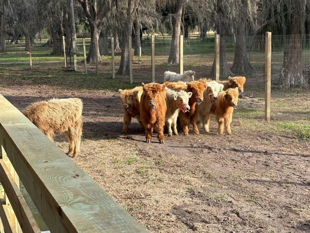 Mini Moo Land Admission at Mini Moo Land, photo 4
