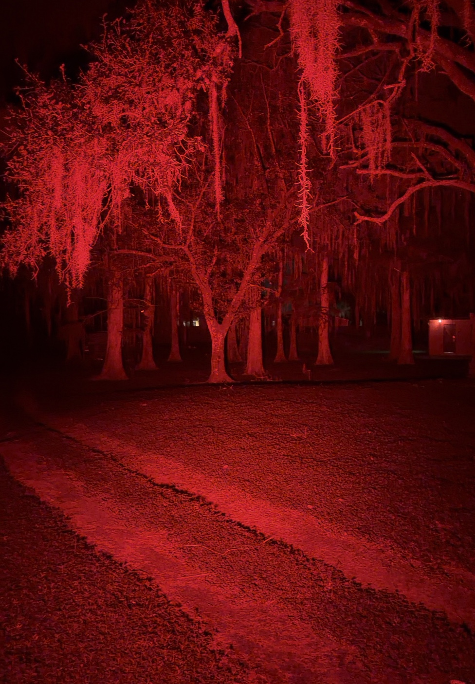 Red lighting on Spanish moss and cypress trees during The Terror 2 at Boggy Creek in 2026